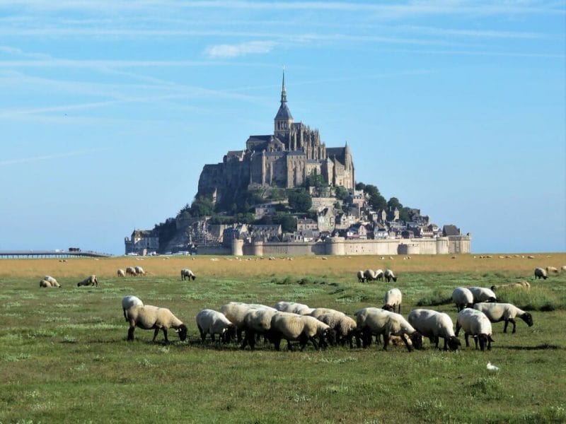 Des moutons devant le Mont Saint Michel