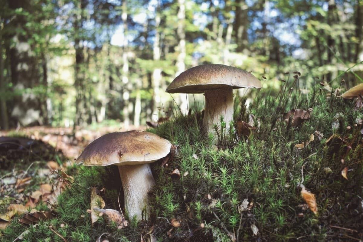 conseils cueillette champignons