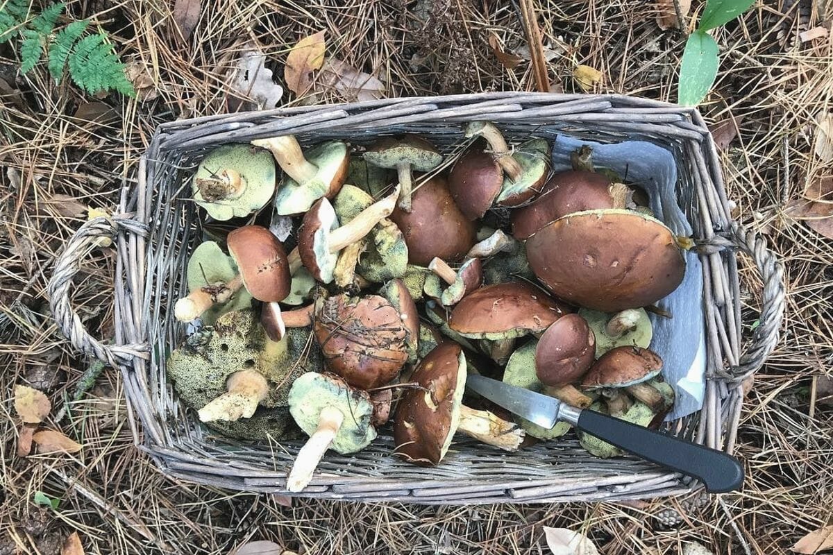 conseils cueillette champignons