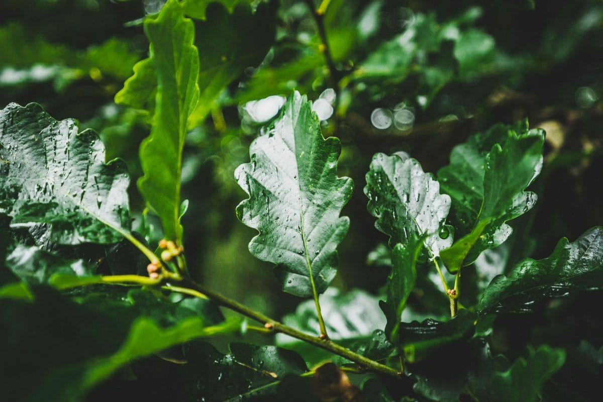 comment reconnaître un arbre à ses feuilles