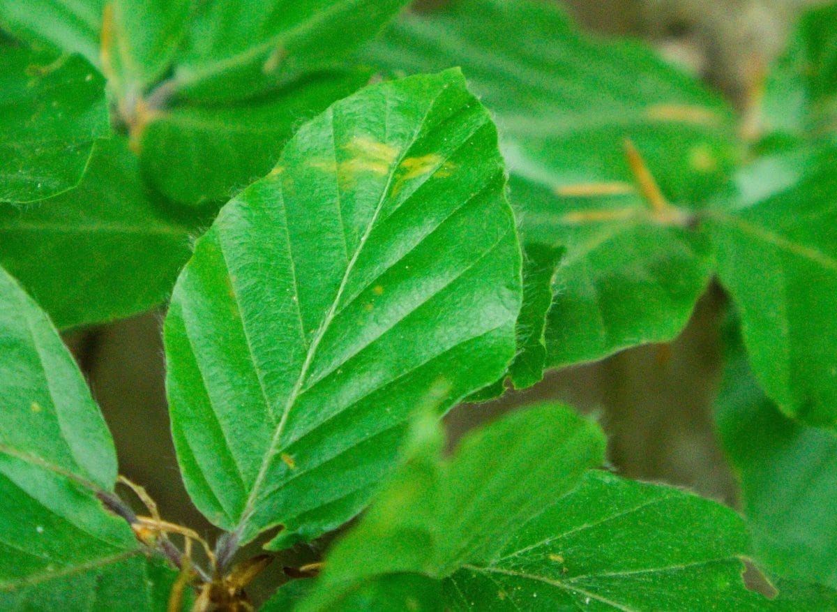 comment reconnaître un arbre à ses feuilles