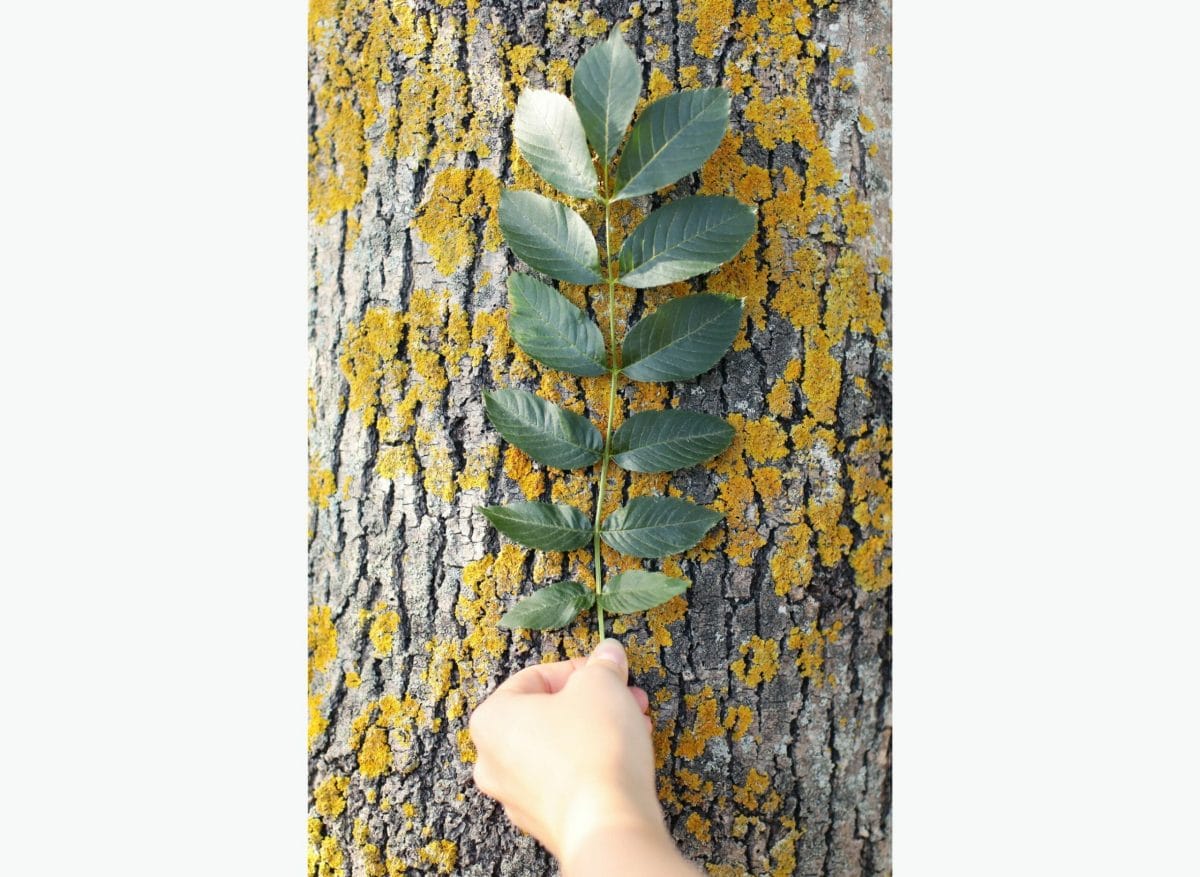 comment reconnaître un arbre à ses feuilles