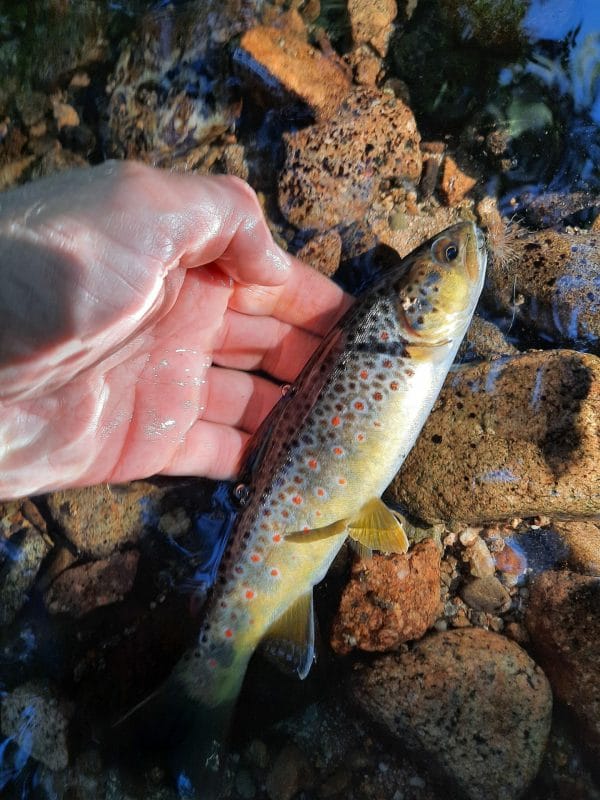 une main tient un poisson pêché dans une rivière