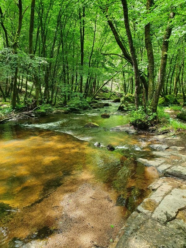 une rivière coule dans une forêt