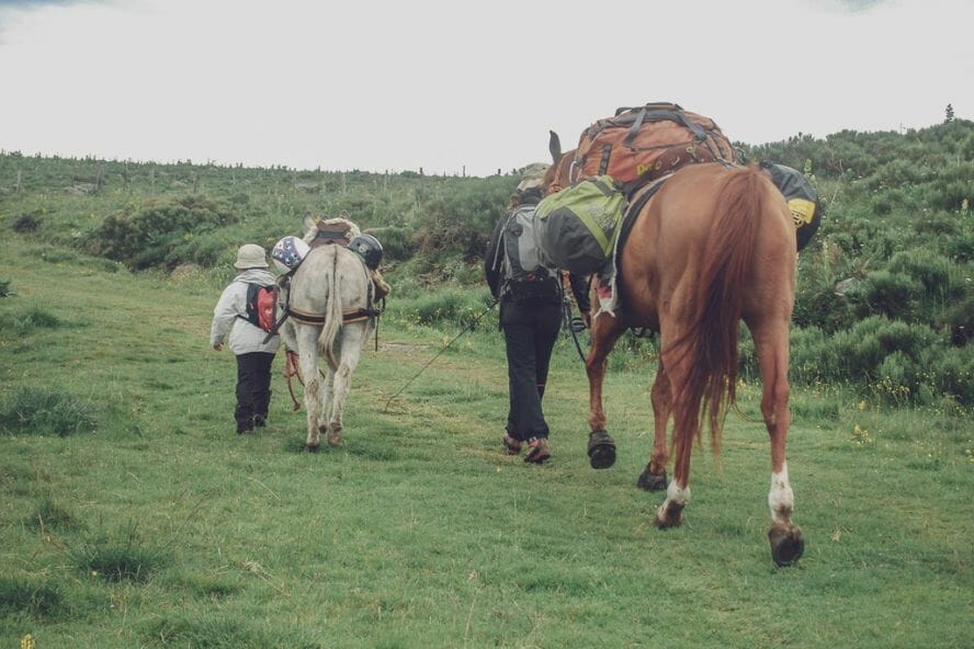 Traverser l'Aubrac avec un âne