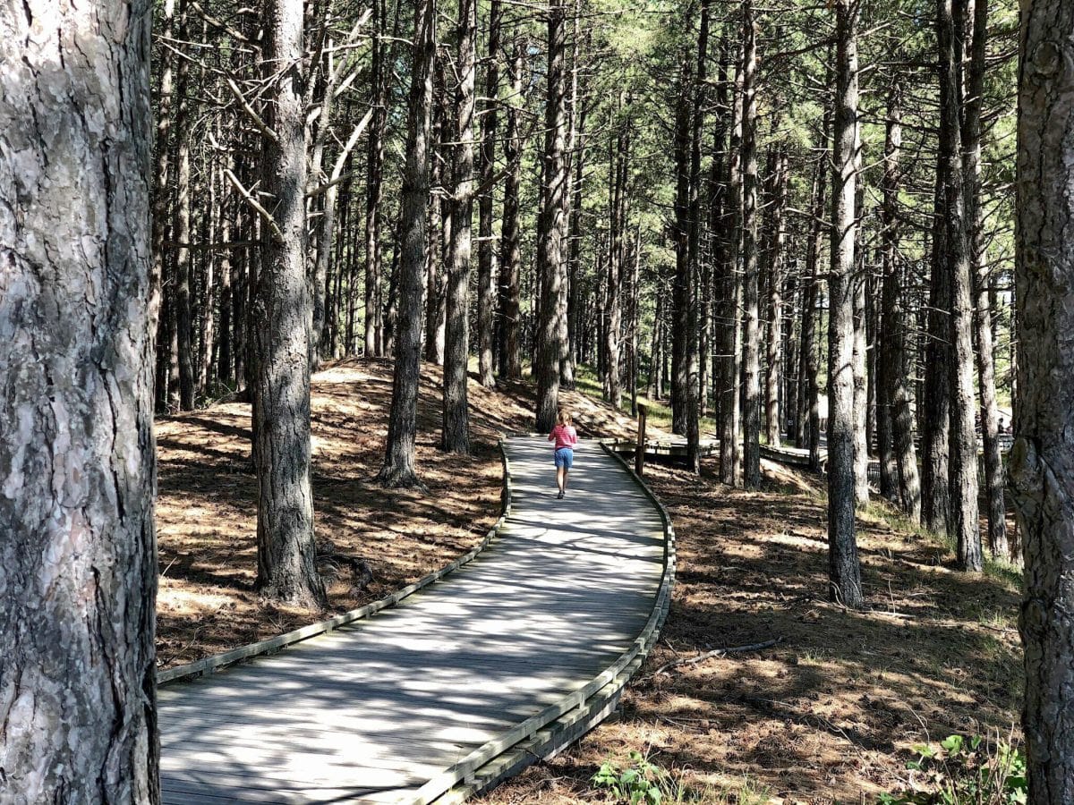 Gestion des forêts : comment sont-elles coupées en France ?
