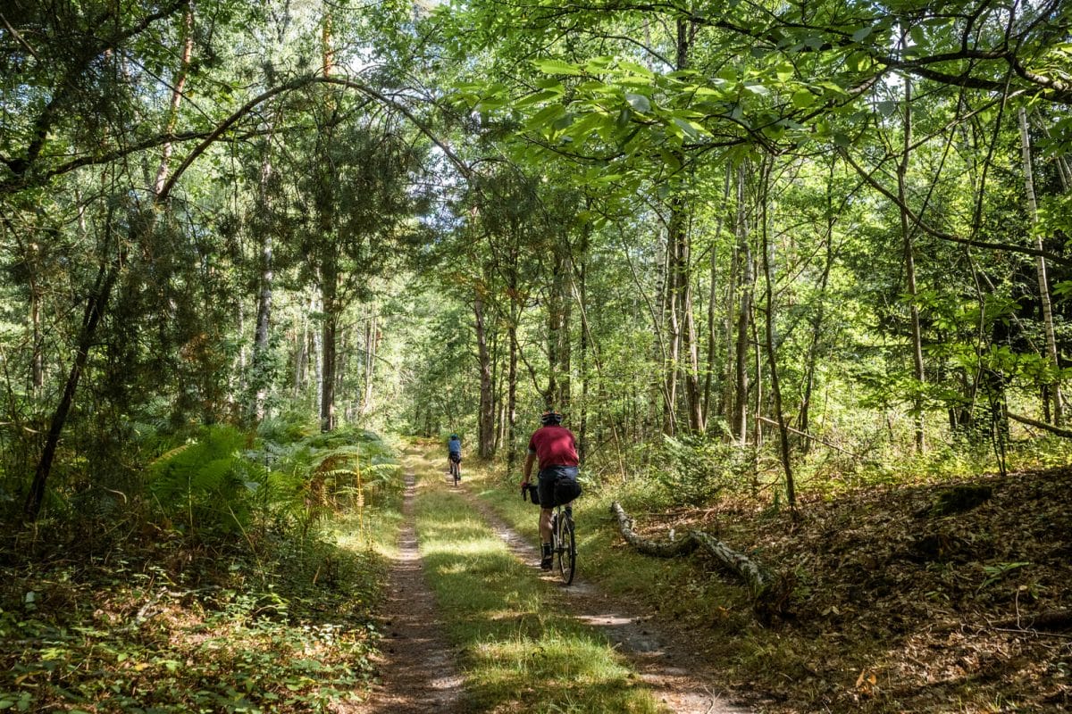 forêt à vélo
