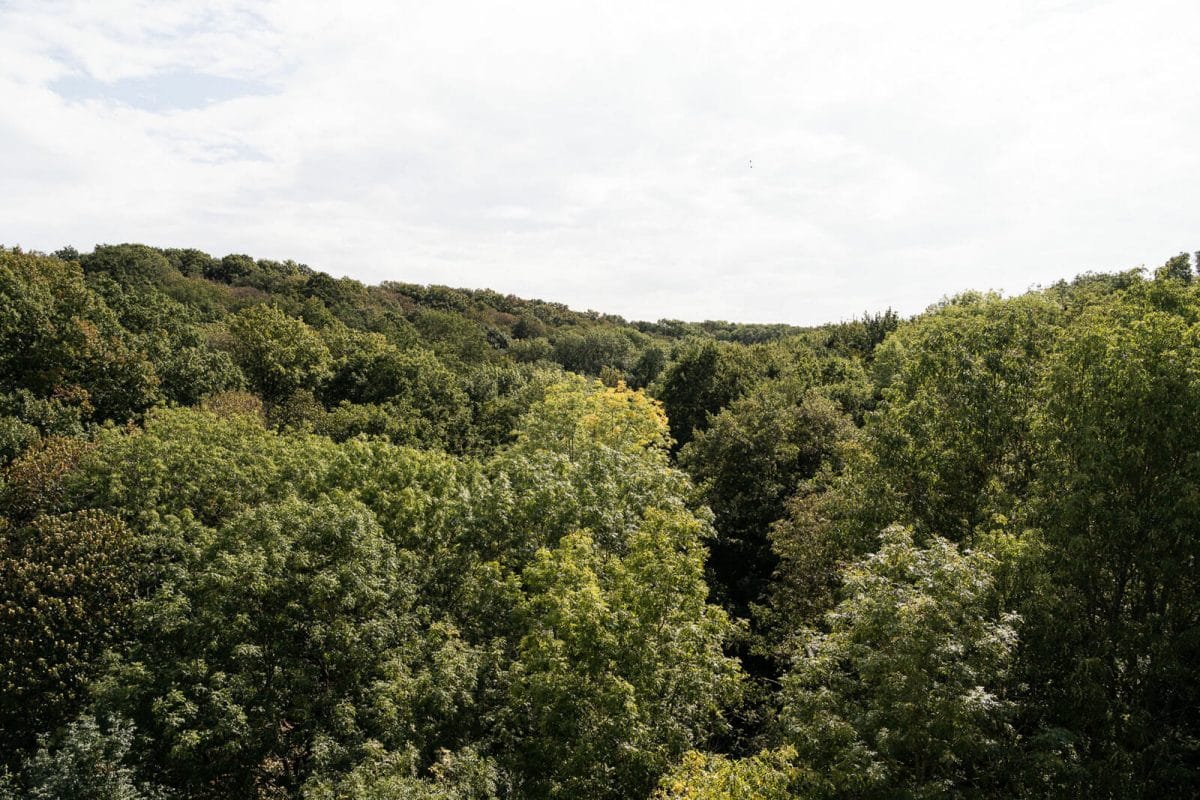 Forêt de l'Essonne 
