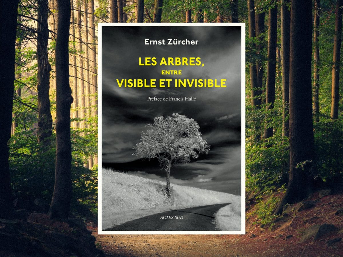 Cinq livres pour reconnecter avec la forêt