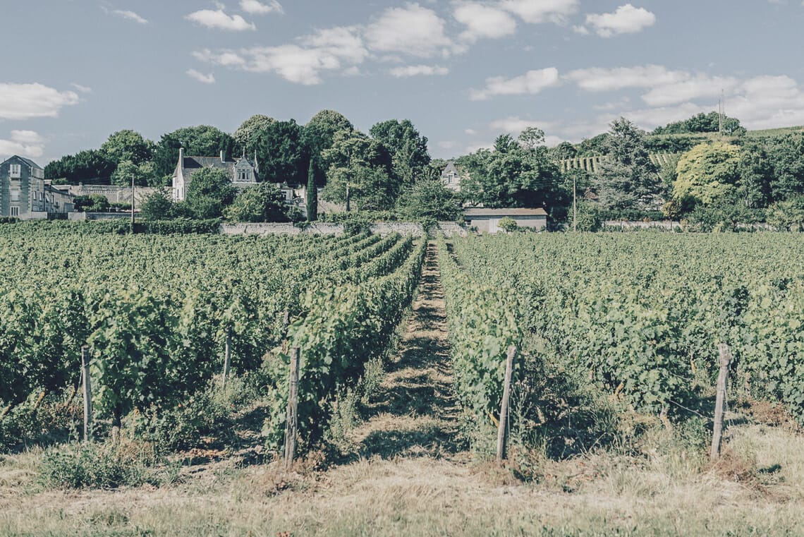 vignes sancerre