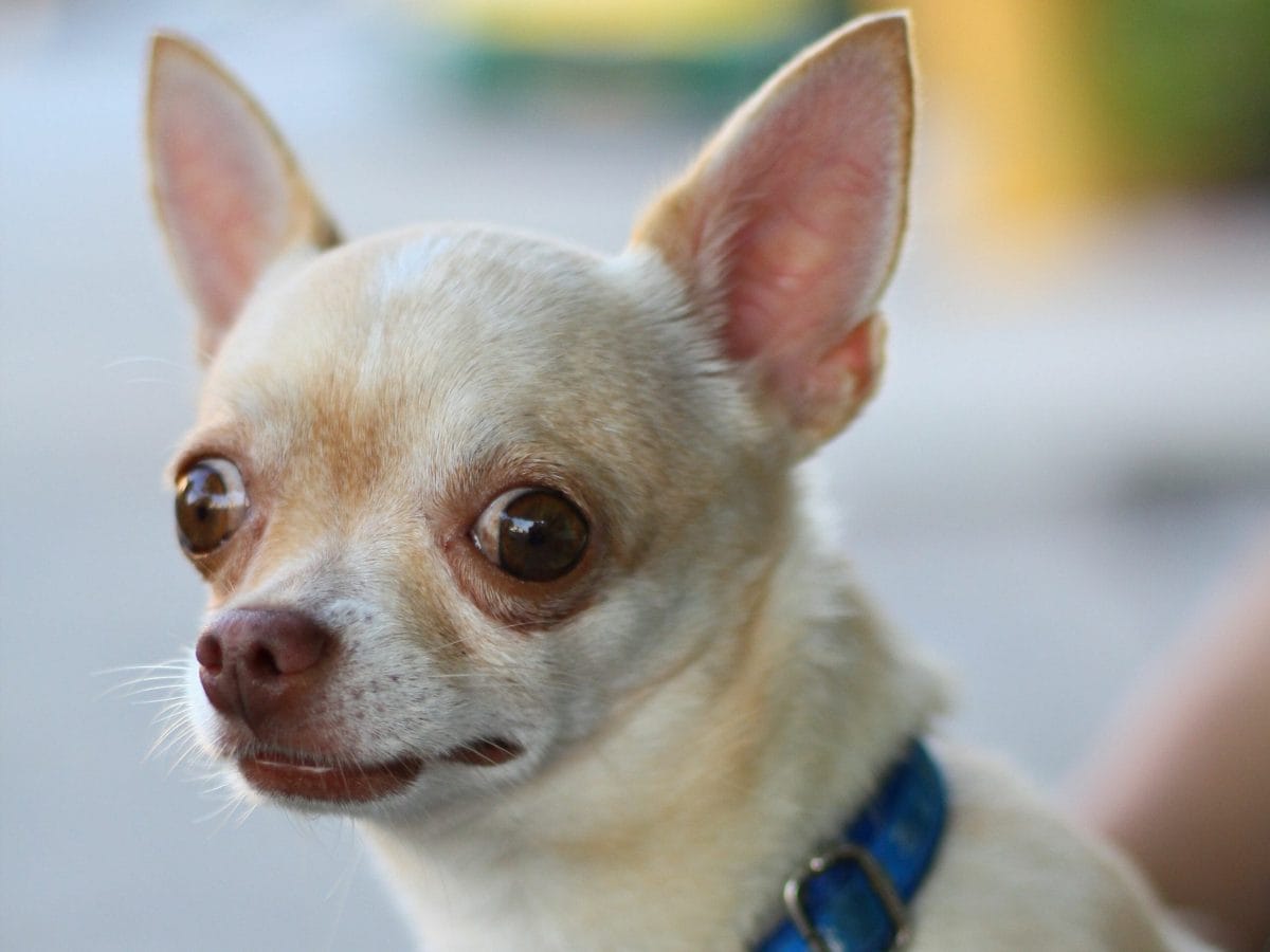 Comment transformer un chihuahua en chien de traineau ?