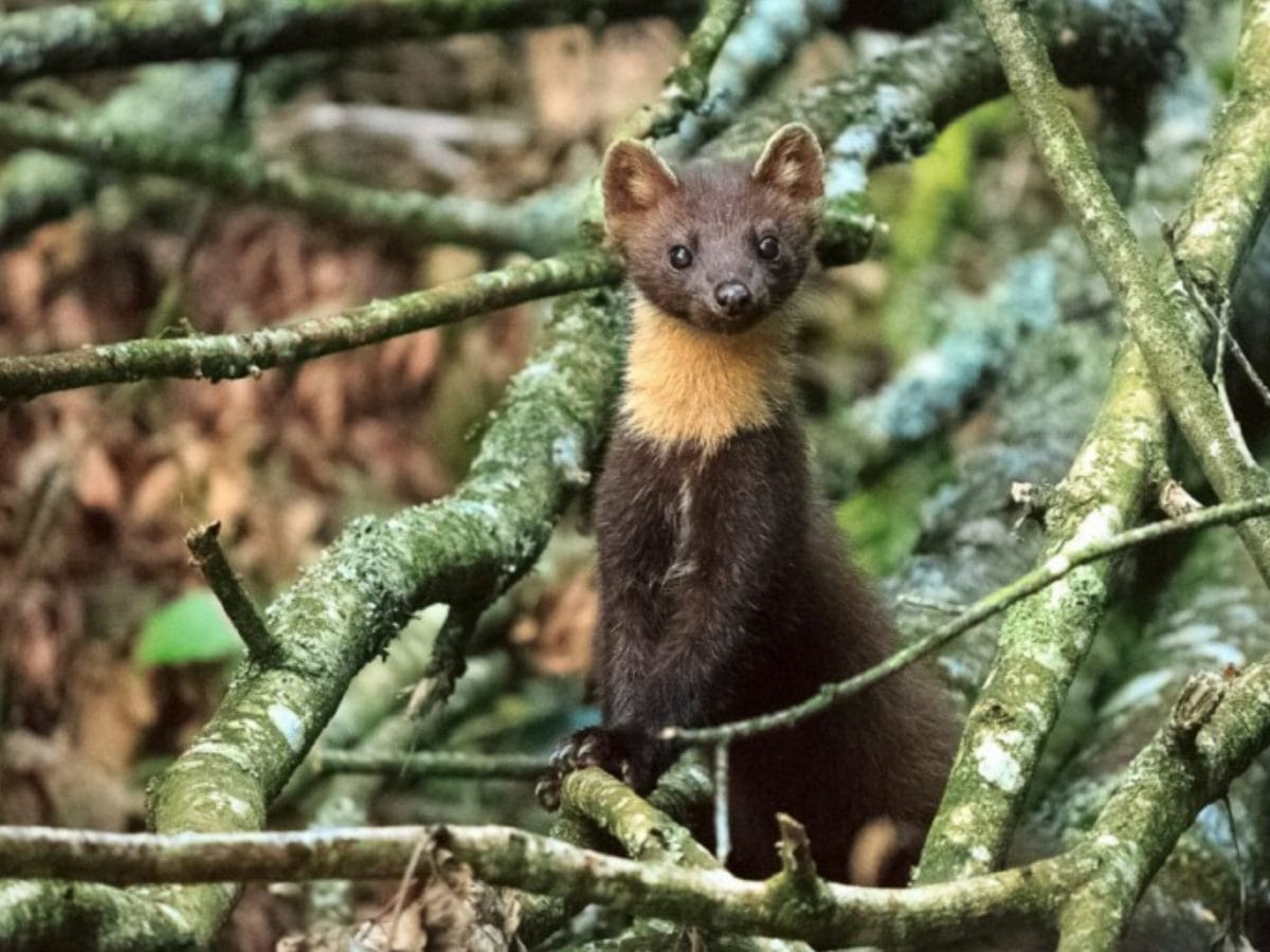 Secrets d'un photographe animalier