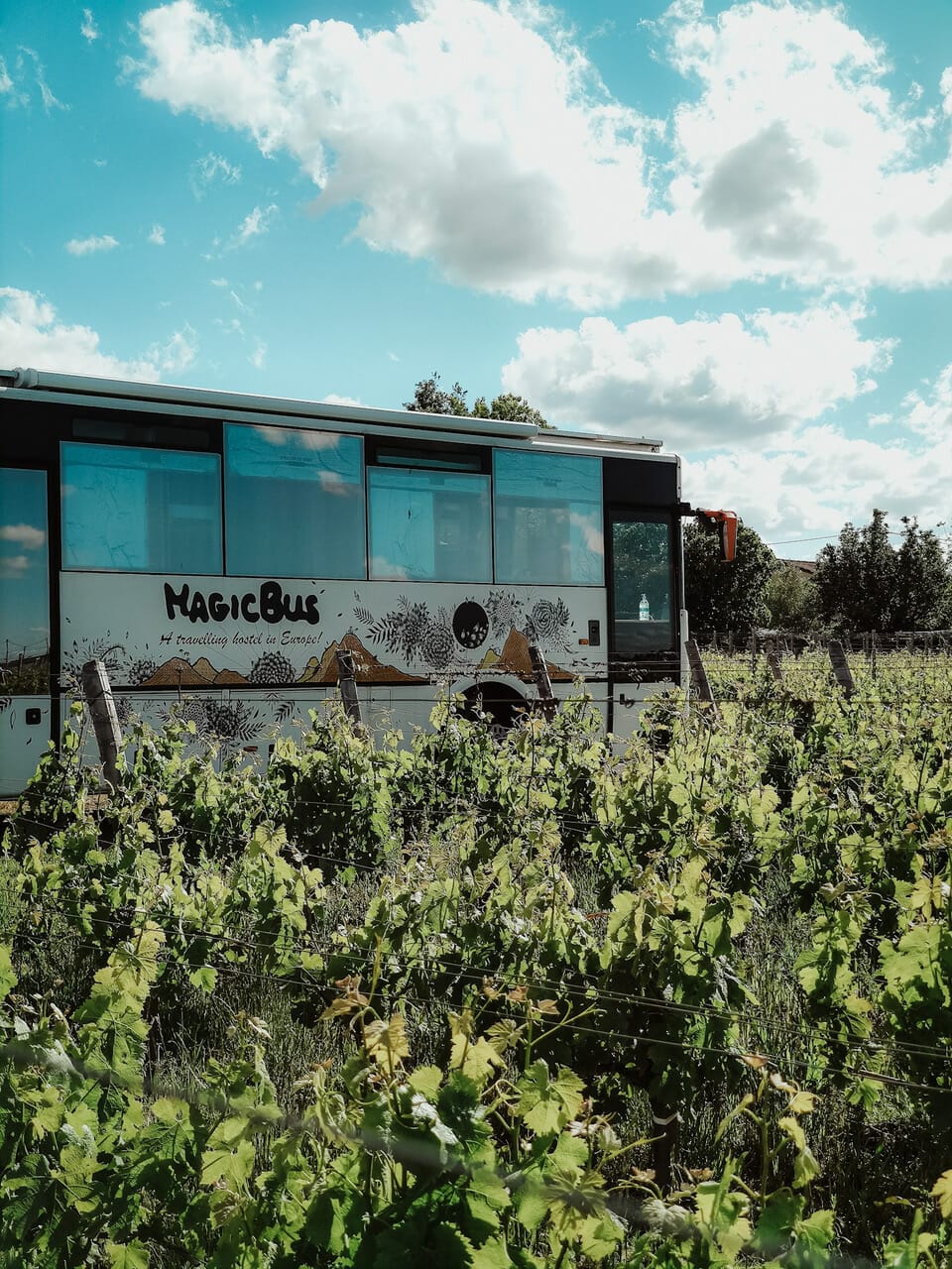 Magic bus dans les vignes