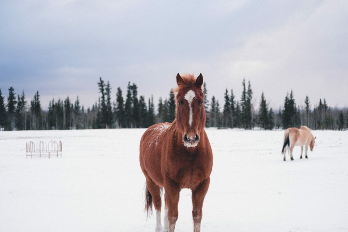cheval dans la neige